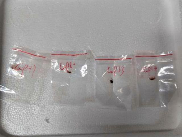 This image shows toxic plant pathogens that a Chinese scientist entered the U.S. last year stashed in his backpack, federal authorities said June 3, 2025, as they filed charges against him and a girlfriend who worked in a lab at the University of Michigan. (CREDIT: US District Court For The Eastern District Of Michigan via AP) 