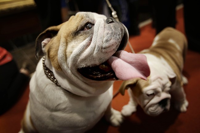 The Queer Origins of Islam's War on Dogs – PJ Media