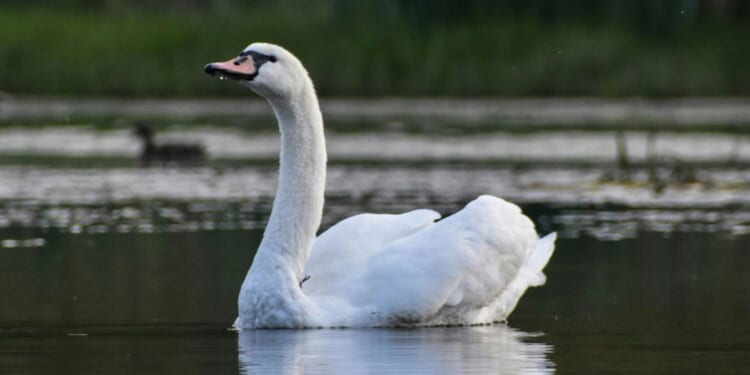 Migrants eating swans: a white-wing myth?