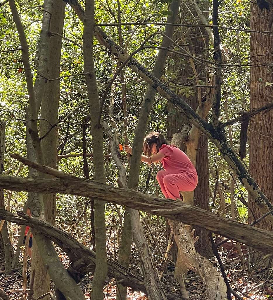 Climbing trees at Brompton school.