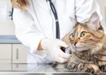 Antitrust Policies Are Based upon Economic Illiteracy