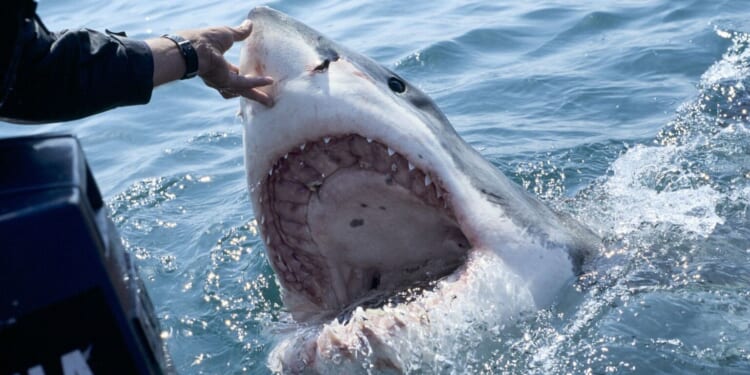 Australia must declare war on the great white shark