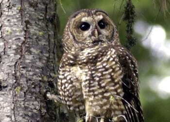 DEI for Owls – PJ Media