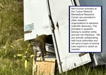 Innocent research monkeys killed after police ‘mistakenly’ told they were infected with COVID-19 and STDs – One America News Network