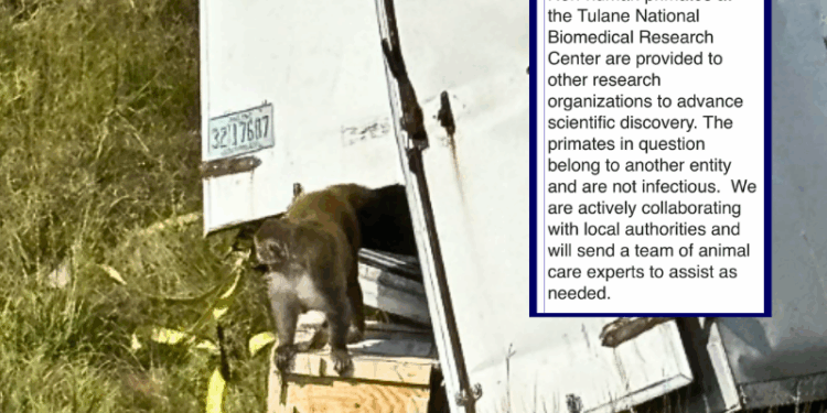 Innocent research monkeys killed after police ‘mistakenly’ told they were infected with COVID-19 and STDs – One America News Network