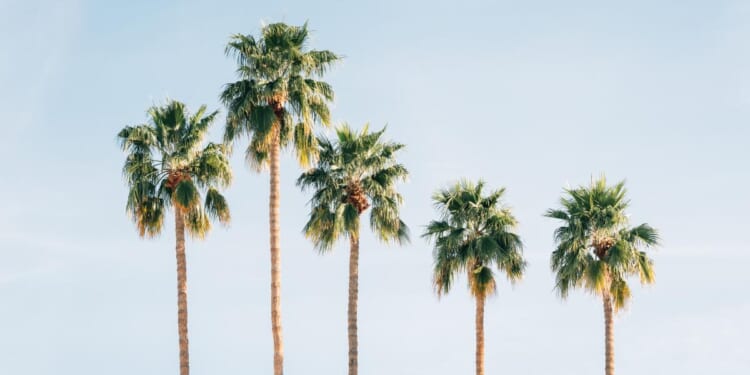 Serfdom with Palm Trees | Mises Institute