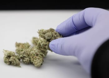 This Isn’t Your Father’s Weed — and It’s Tied to 40 Percent of Fatal Crashes – PJ Media