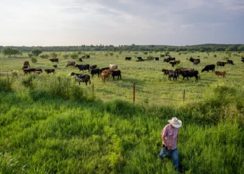 QUEMADO, TEXAS - JUNE 13: Farmer Jose Esquivel begins to leave after surveying his field of cattle on June 13, 2023 in Quemado, Texas. Ranchers and farmers have begun culling their cattle herds due to drought and high costs in the region, threatening a potentially steep climb in prices for the country