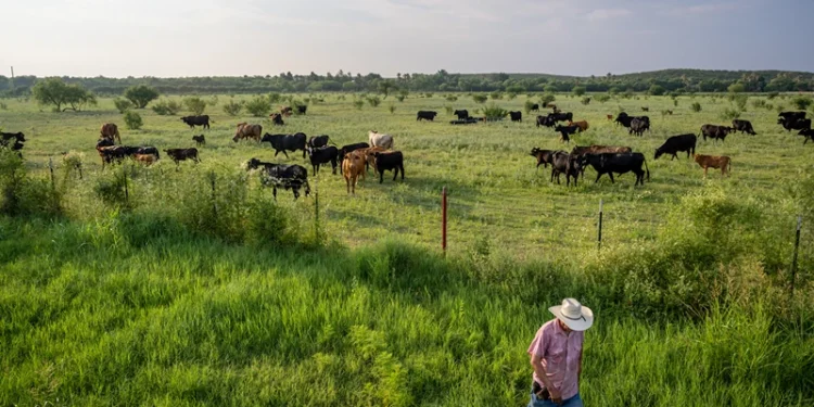 QUEMADO, TEXAS - JUNE 13: Farmer Jose Esquivel begins to leave after surveying his field of cattle on June 13, 2023 in Quemado, Texas. Ranchers and farmers have begun culling their cattle herds due to drought and high costs in the region, threatening a potentially steep climb in prices for the country