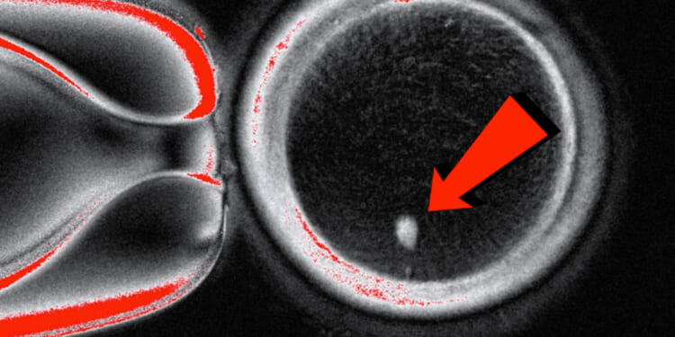 ‘Playing God’: Shocking Research Turns Skin Cells Into Human Eggs