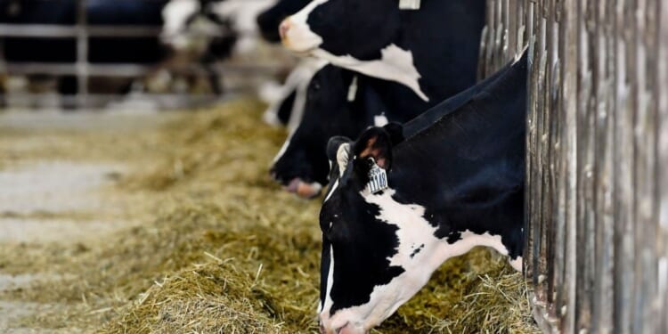 Danish Cows Sickened by Mandated Methane Inhibitor
