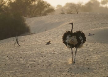 Health Officials Gun Down Hundreds of Ostriches on Family Farm For Bird Flu – PJ Media