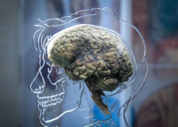 High on Health: Ages of the Brain