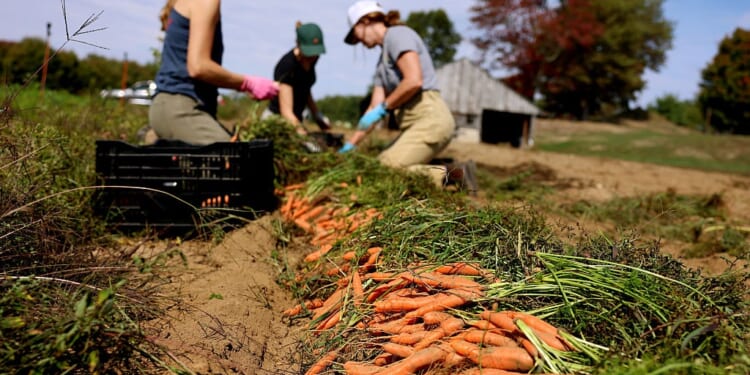 Thanking Farmers on Thanksgiving Day