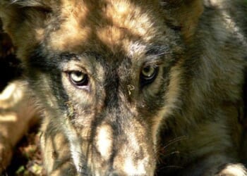 The Wolf Pack Watched a Tourist Approach; Evolution Shook Its Head – PJ Media