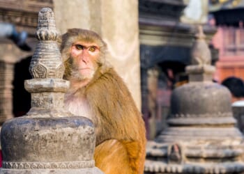 The faith in our genes