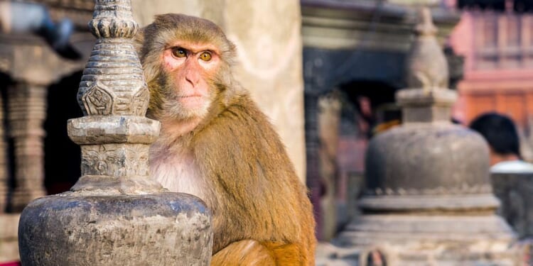 The faith in our genes