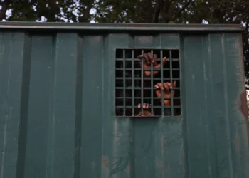 TOPSHOT - The hands of recaptured inmates are seen inside a prison vehicle in Abuja, Nigeria on July 6, 2022, after suspected Boko Haram gunmen attacked the Kuje Medium Prison. Suspected Boko Haram gunmen used explosives to blast their way into a Nigerian prison near the capital, freeing hundreds of inmates in a raid to break out jailed jihadists, the government said on Monday. The brazen attack on the outskirts of Abuja came hours after an ambush on a presidential security convoy in the northwest, in a fresh illustration of Nigeria