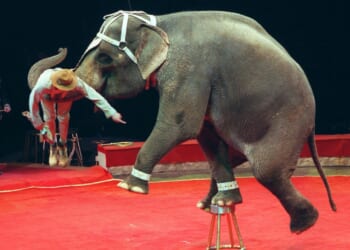 Where circus elephants spend Christmas