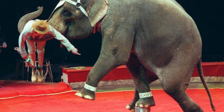 Where circus elephants spend Christmas