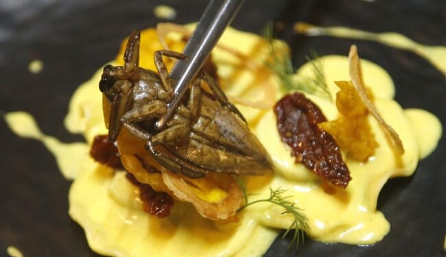 Europe’s Biggest Insect Company Goes Bankrupt – PJ Media