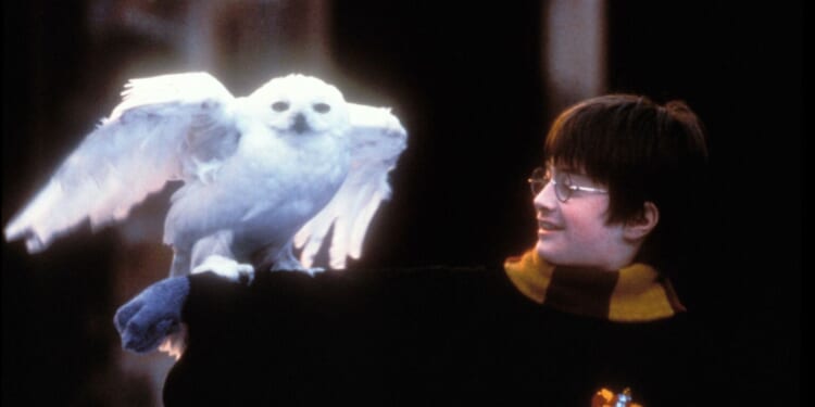Now students are being ‘triggered’ by Harry Potter