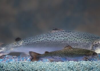 Sea Lions, Salmon, and a System Out of Balance – PJ Media