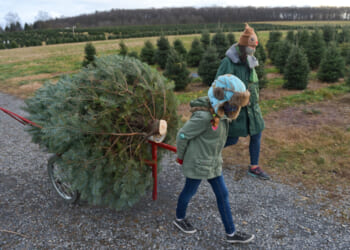 The AI Data Center Is Stealing Christmas Trees