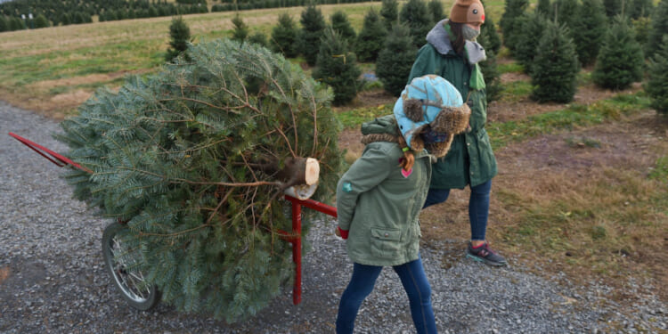 The AI Data Center Is Stealing Christmas Trees