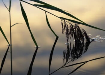 The Constitution as a Weak Reed