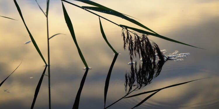 The Constitution as a Weak Reed