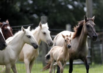 The Universal Case for Ending Horse Soring – PJ Media