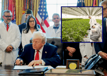 Trump signs EO to expedite marijuana rescheduling to Schedule III, stops short of full legalization – One America News Network
