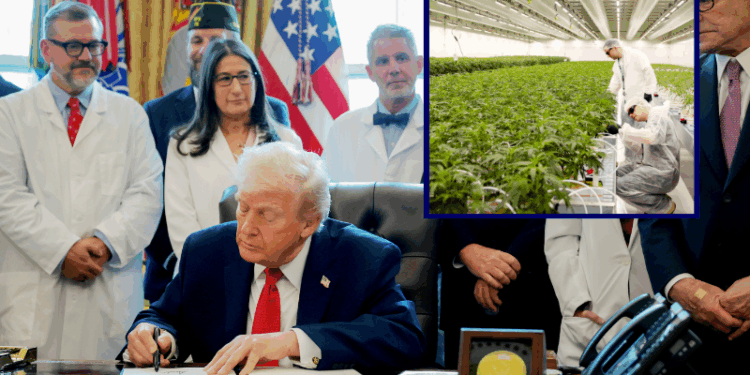 Trump signs EO to expedite marijuana rescheduling to Schedule III, stops short of full legalization – One America News Network