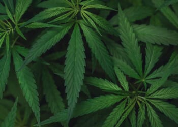 While Trump Considers Reclassifying Marijuana