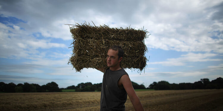 Big Food has devoured British farmers