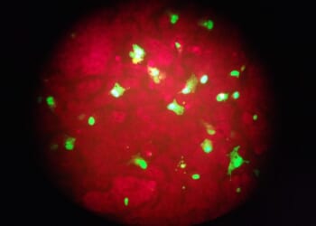 How Some People Get Drunk Without Drinking – PJ Media