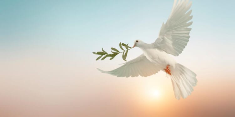 President Trump: Peace is Popular