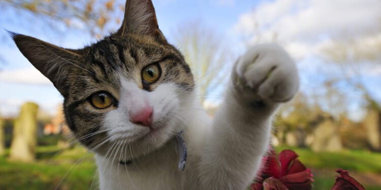 The pain of pet grief