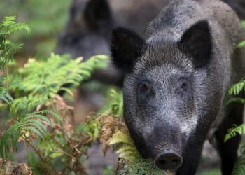 Can boars make Britain great again?