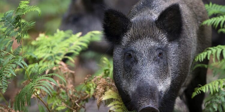 Can boars make Britain great again?