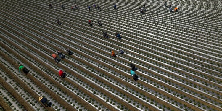 How Trump scams border hawks