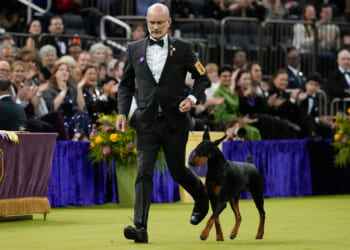 Penny the Doberman Pinscher Wins the 150th Westminster Dog Show