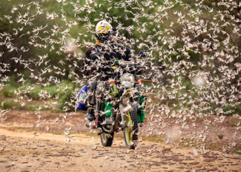Swarms of Locusts Across Sahara and Spanish Tourist Destination Described as 'Biblical'
