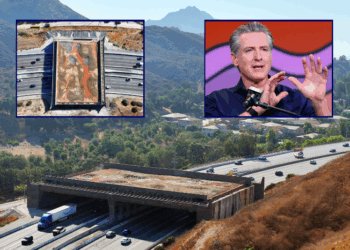 $114M Wildlife Crossing faces budget overruns and delay to late 2026 – One America News Network