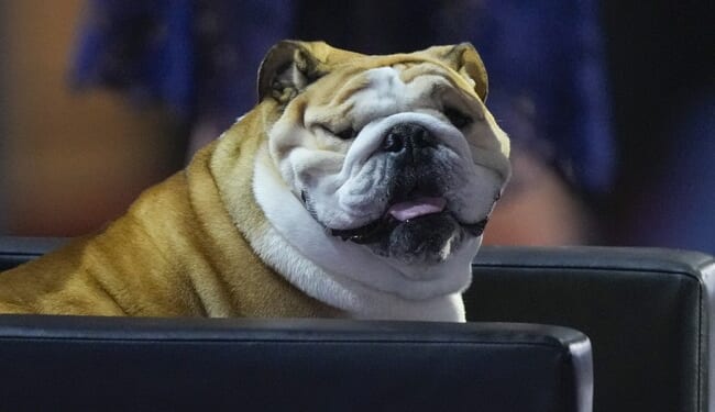 A Dog Ban Debate Exposes Britain’s Cultural Tensions – PJ Media