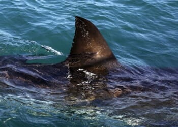 Cocaine Sharks in the Bahamas Show the Cost of Bad Choices – PJ Media