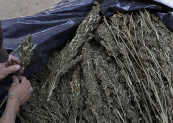 Doctor Sounds Alarm on Terrifying Studies Showing Real Impact of Marijuana Use