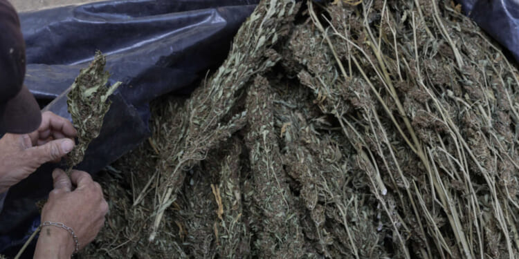 Doctor Sounds Alarm on Terrifying Studies Showing Real Impact of Marijuana Use