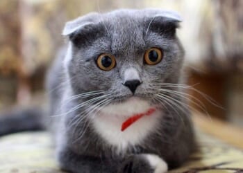 Iran and the Sick Cat – PJ Media